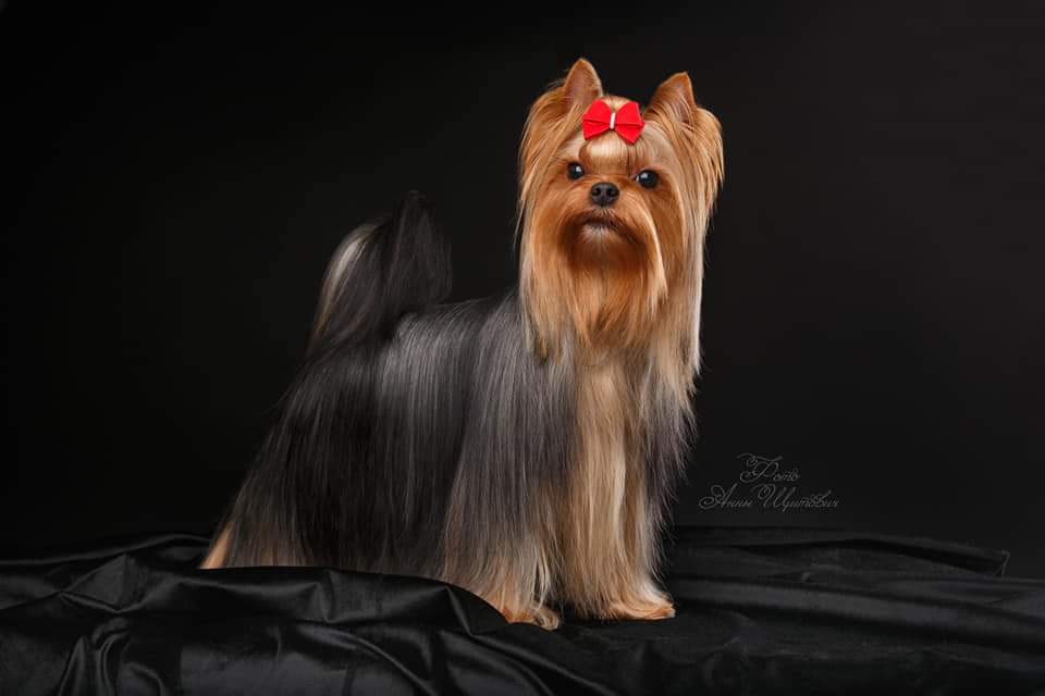 Elegant Baubles Merlille Eullalie — Labaza DogPedigree YorkshireTerrier